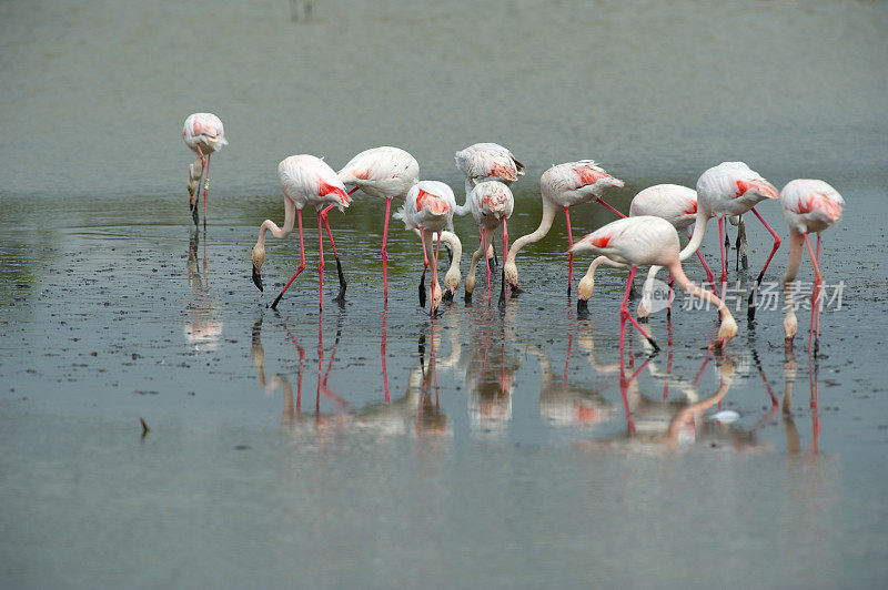 法国Camargue的粉红色火烈鸟(Phoenicopterus roseus)